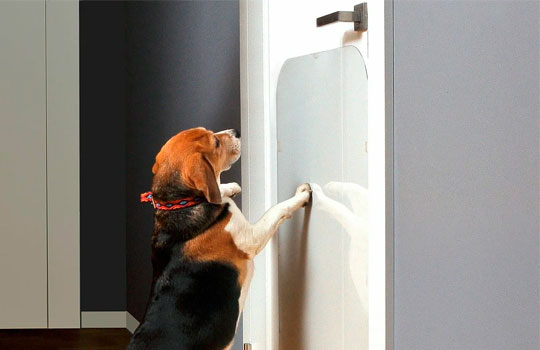 Межкомнатные двери "Антизверь" – защитят от когтей и клыков